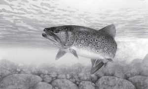 trout-300x181